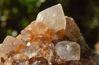 Natural Spirit Cactus Quartz With Golden Hematoid Colouring x 6 From Boekenhouthoek, South Africa - TopRock