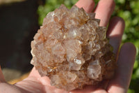 Natural Spirit Cactus Quartz With Golden Hematoid Colouring x 6 From Boekenhouthoek, South Africa - TopRock