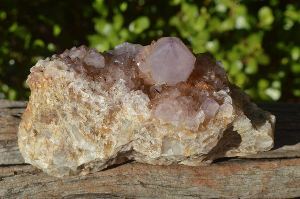 Natural Spirit Cactus Quartz With Golden Hematoid Colouring x 6 From Boekenhouthoek, South Africa - TopRock