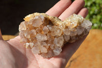 Natural Spirit Cactus Quartz With Golden Hematoid Colouring x 6 From Boekenhouthoek, South Africa - TopRock