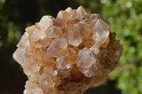 Natural Spirit Cactus Quartz With Golden Hematoid Colouring x 6 From Boekenhouthoek, South Africa - TopRock