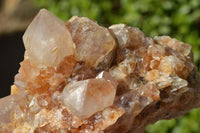 Natural Spirit Cactus Quartz With Golden Hematoid Colouring x 6 From Boekenhouthoek, South Africa - TopRock