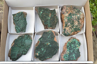 Natural Botryoidal Malachite on Matrix Specimens x 6 From Tenke Fungurume, Congo - TopRock