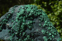 Natural Botryoidal Drusy Malachite on Matrix Specimens x 3 From Congo - TopRock