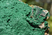 Natural XL Drusy Botryoidal Malachite Specimen x 1 From Tenke Fungumure, Congo - TopRock