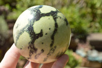 Polished Leopard Stone Spheres x 2 From Zimbabwe - TopRock