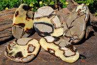 Polished Septeyre (Calcite & Aragontie) Slices x 6 From Mahajanga, Madagascar - TopRock