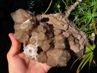 Natural Smokey Phantom Cluster x 1 From Lwena, Congo - TopRock