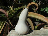 Polished Vegetable Carvings x 2 Butternut (Marble) & An African Butter jade Pumpkin x 3 From Zimbabwe - TopRock