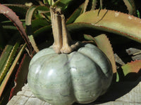 Polished Vegetable Carvings x 2 Butternut (Marble) & An African Butter jade Pumpkin x 3 From Zimbabwe - TopRock