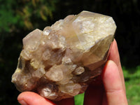 Natural Smokey Phantom Clusters One Very Good Grade Smaller One Low Grade x 2 From Lwena, Congo - TopRock