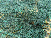 Natural XXL Rare Drusy Microbotryoidal Crystalline Malachite on Matrix  x 1 From Congo - TopRock